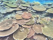 サンゴ礁に感動🪸