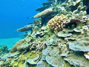 素敵な写真をたくさんありがとうございました🪸