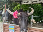 あんずちゃん🐃