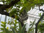 オオゴマダラ🦋