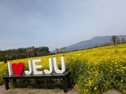 休愛里では、あたり一面に広がる鮮やかな菜の花畑が圧巻