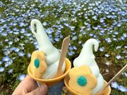 ネモフィラとソフトクリーム