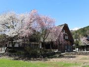 春の白川郷