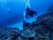 ウミガメの背中