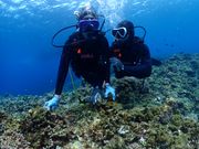 サンゴが綺麗です