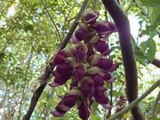 イルカンダの花を見られました！