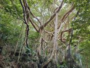 立派なガジュマルも見られます