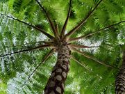 すごく大きなヒカゲヘゴ