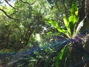 生命力溢れる南国の植生