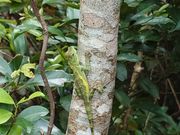 準絶滅危惧種、オキナワキノボリトカゲも！