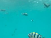 たくさん魚がいて、子供も楽しんでいました。