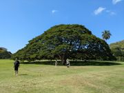 モアナルアガーデン