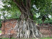 ワット・プラ・マハタート。こちらは有名ですね。ここだけ観光客が多かったです。