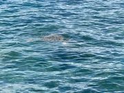 途中、ウミガメが泳いでいました。