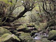 シシ神のようです