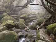 霧がかかった神秘的な森