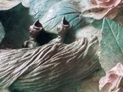 バラの扉と生き物たち