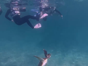 カメさんの息継ぎ