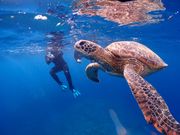 間近でウミガメが見れました！