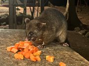 ポッサムは近くまで来てくれた