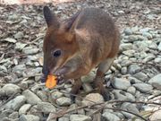 ワラビーに餌をあげました。警戒心が強いのですが、手から餌をあげれて、ムシャムシャ食べてる姿が愛らしか