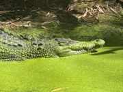 緑の川の中からワニが浮かび上がる様子がスリル満点でした。