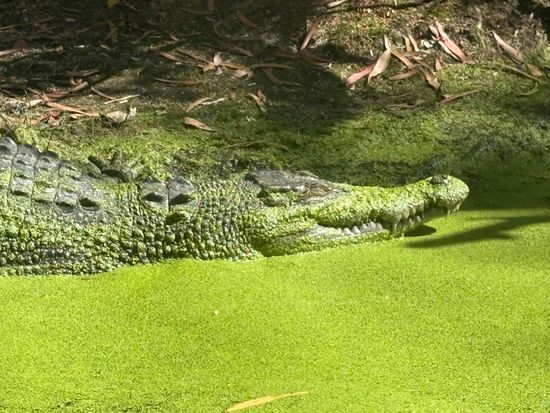 ハートリーズ・クロコダイル・アドベンチャーズ入園チケット