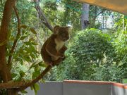 コアラが目の前で見れました。可愛すぎました。コアラとの写真プランも素晴らしかったです。