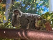 抱っこしたコアラちゃん