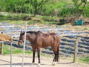 良洞村にお馬さんがいてました