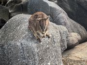 直近でワラビーにも会えました‼️