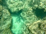 ホヌさん、いました！