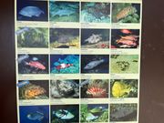 ハワイでしか見られない魚がいっぱい