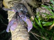 高いところにいたヤシガニをお兄さんがジャンピングキャッチして撮影しやすいところに置き直してくれました