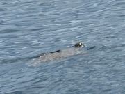 ウミガメが呼吸しに上がる瞬間