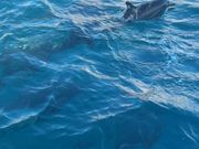 イルカの群れと遭遇