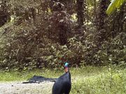 野生のヒクイドリ