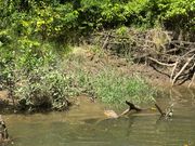 野生のクロコダイル