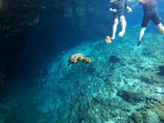 グランセノーテで亀と戯れる