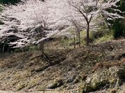 桜咲く保津川