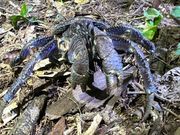 大きなヤシガニ、本日3匹目でした