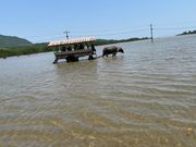 水牛車で島渡
