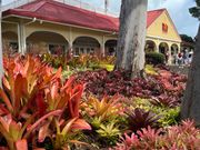 鮮やかなオレンジ