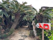 ソテツトンネル