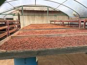 コーヒーの試飲もできました！