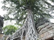 縦向きパノラマ撮影で木全体が写る