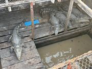 水上マーケットにワニが結構いた