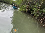 マングローブ、日本には7種類