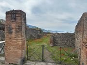 ポピー咲いてた