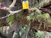 かすれ文字の50番札